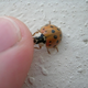 Illustration for article titled Shooting Challenge: Bugs Gallery (Part 3)